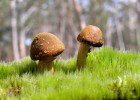 试管婴儿成功率概览，4个关键因素影响成功率